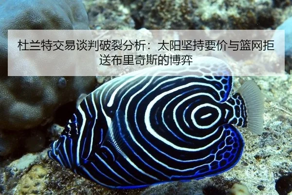 du-lan-te-jiao-yi-tan-pan-po-lie-fen-xi-tai-yang-jian-chi-yao-jia-yu-lan-wang-ju-song-bu-li-qi-si-de-bo-yi-2-501.jpg
